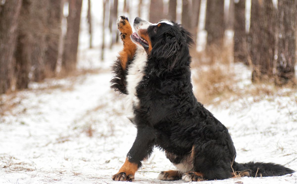 Winter dog routine: how to adapt to the season with ease