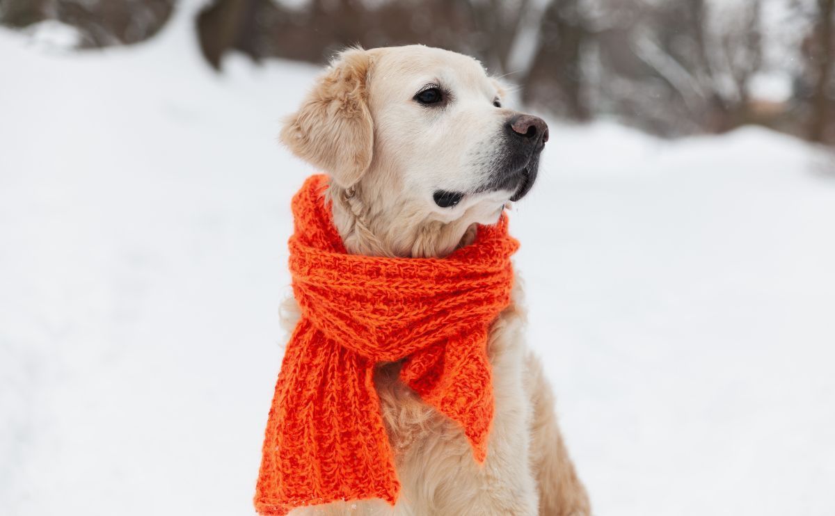 Winter for dogs: which breeds are most sensitive to the cold?