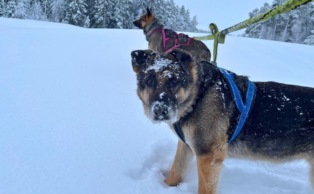 Rutina de invierno del perro: los usuarios de Invoxia disfrutan de la nieve