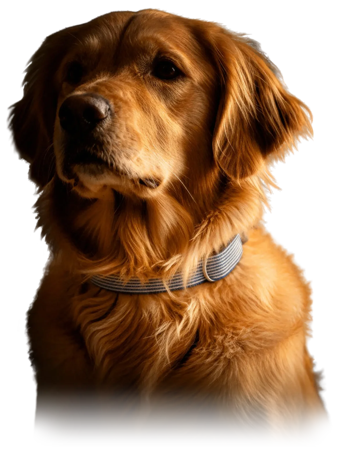 Golden Retriever sitting, the dog who finally has a voice