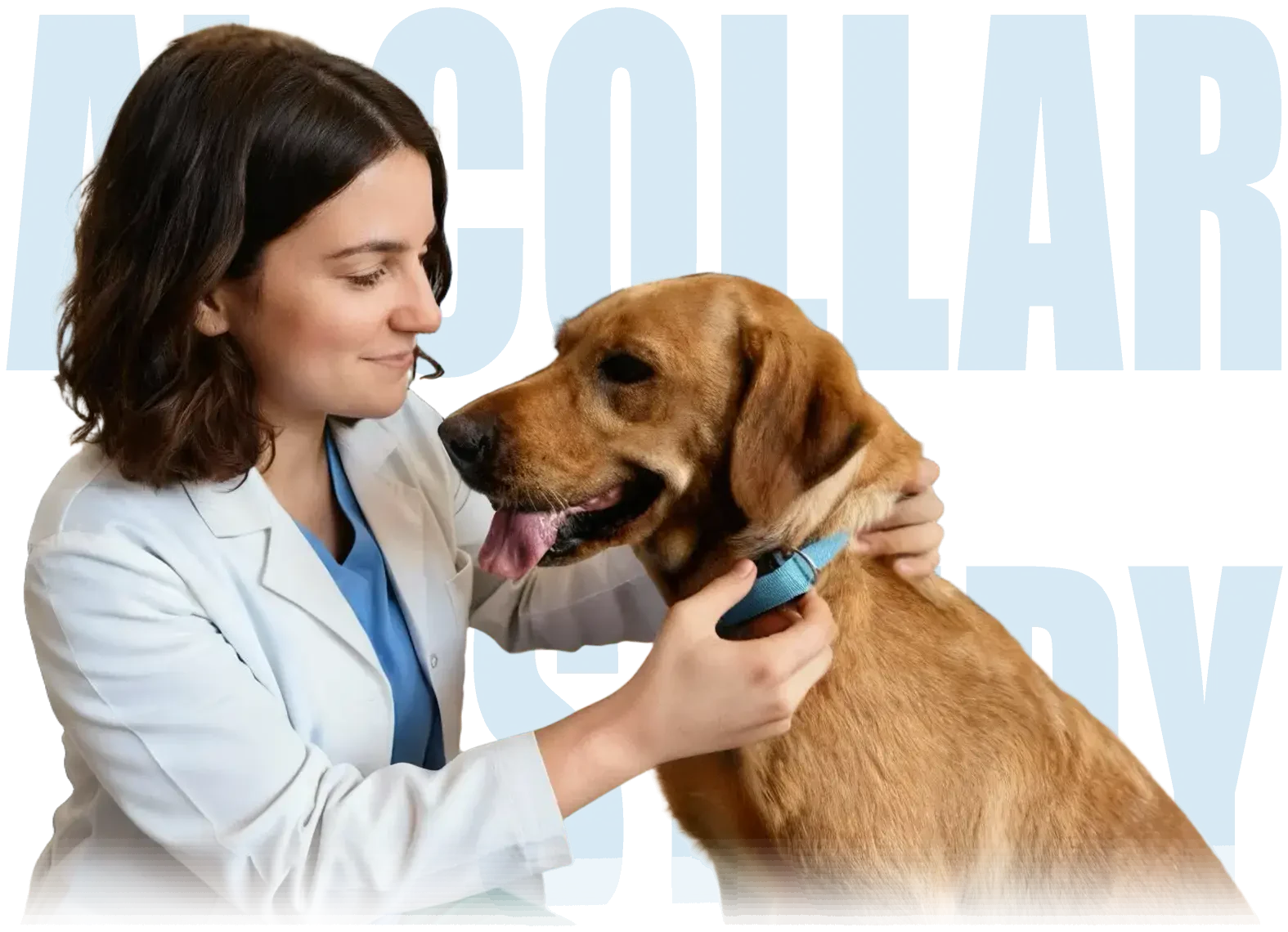 Una veterinaria colocando un collar Invoxia Biotracker a un perro
