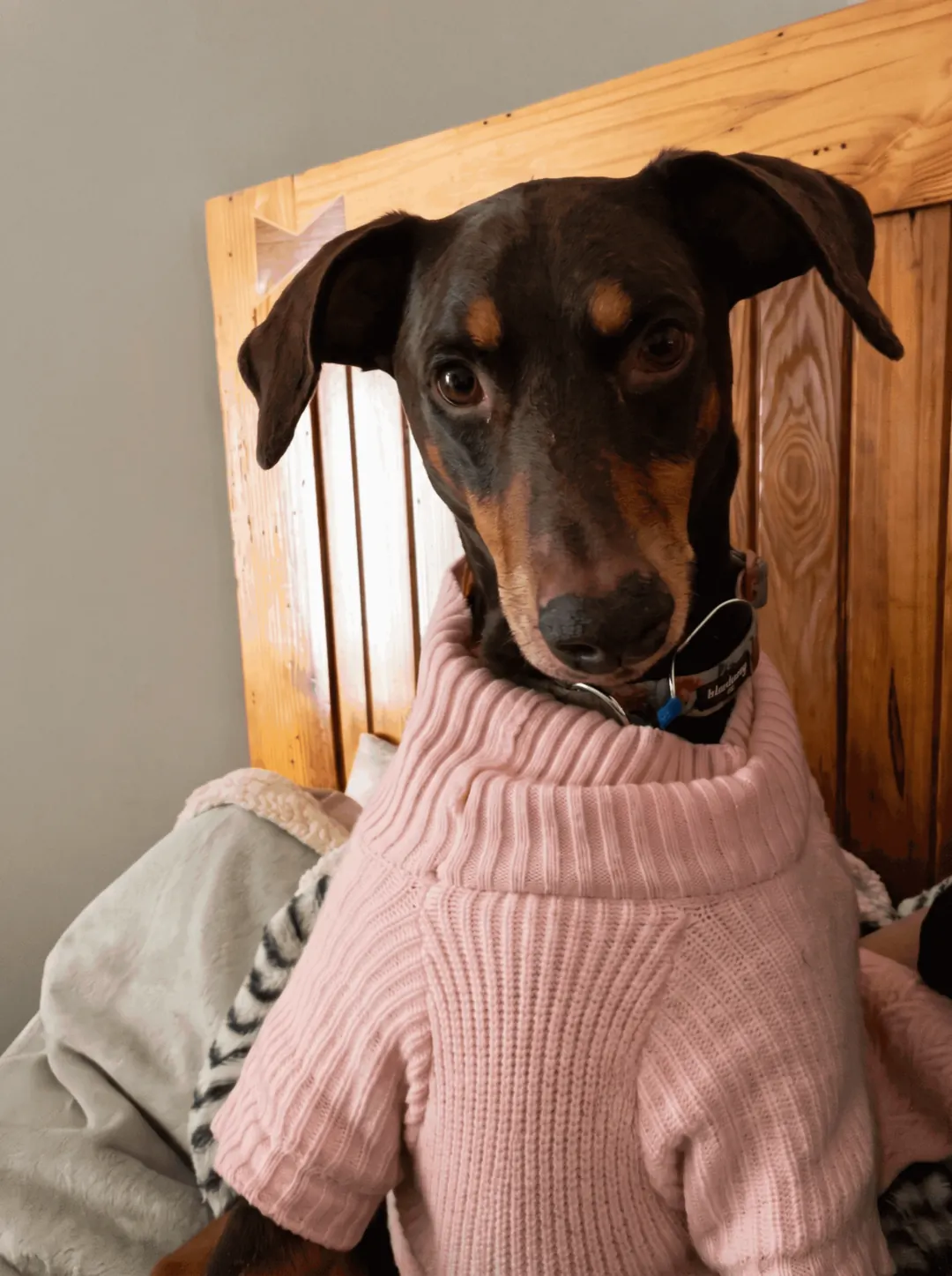 Nutzerfoto: ein Dobermann im rosa Pullover, zu Hause auf dem Bett