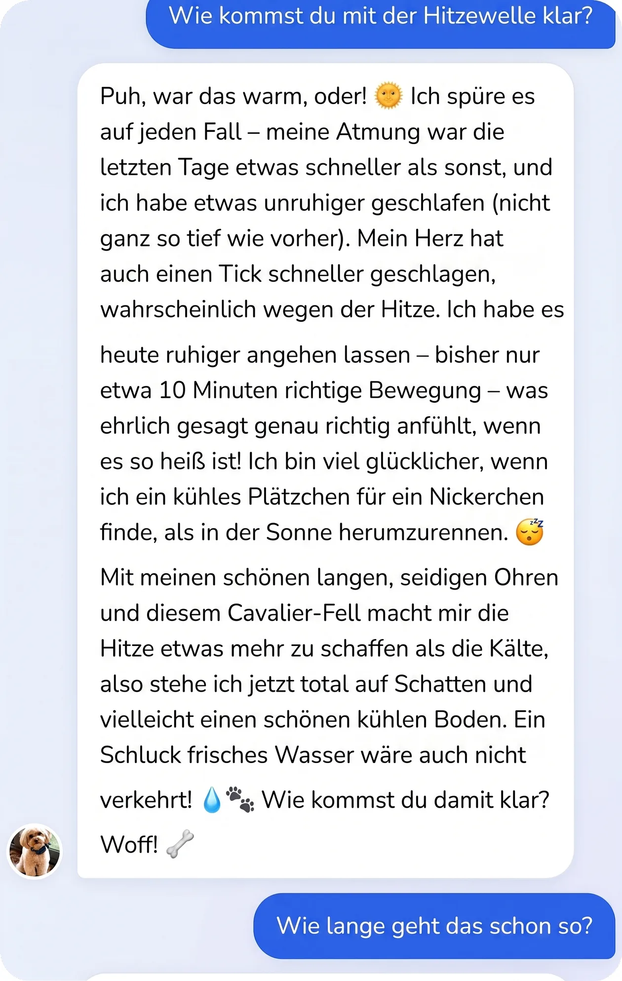 Unterhaltung in der App: Der Hund erklärt, wie er mit der Hitzewelle zurechtkommt