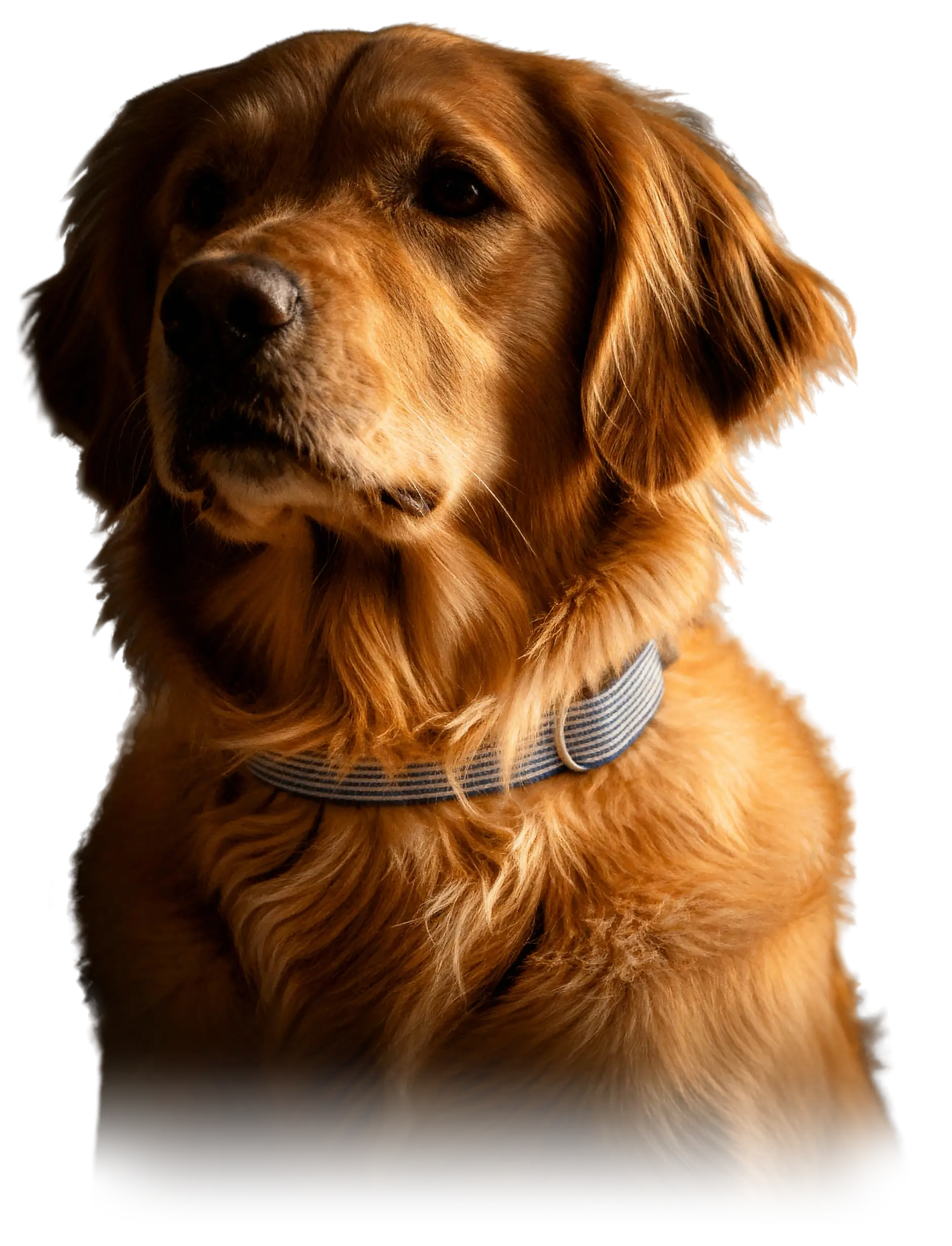 Normale Herz- und Atemfrequenzwerte bei Hunden